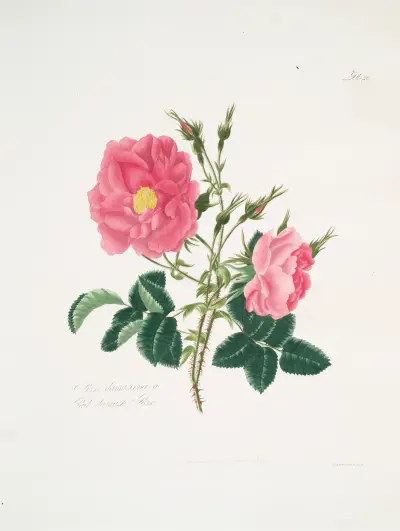 Rosa damascena4, Mary Lawrance