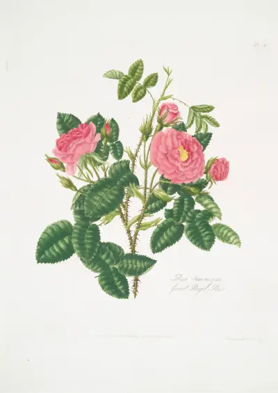 Rosa damascena6, Mary Lawrance