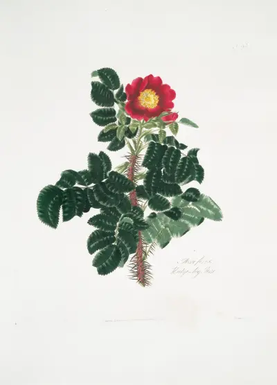 Rosa ferox, Mary Lawrance