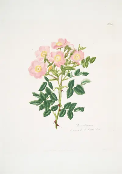 Rosa indigossa, Mary Lawrance