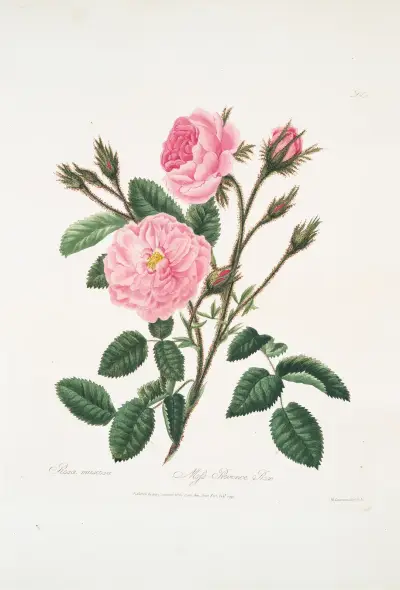 Rosa muscosa, Mary Lawrance
