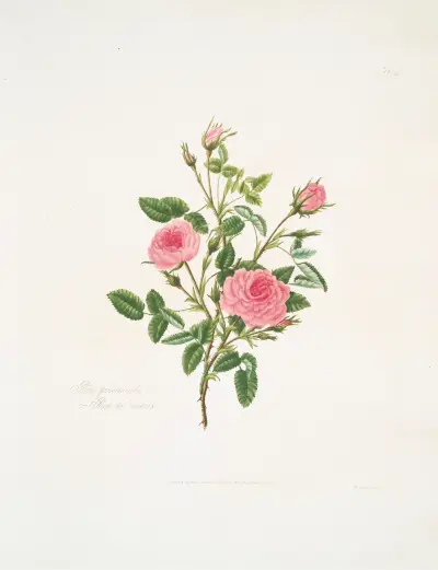Rosa provincialis lub Rose de Meaux, Mary Lawrance