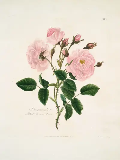 Róża prowansalska, Mary Lawrance