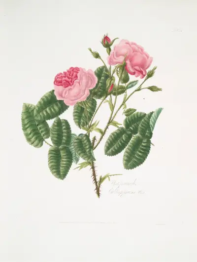 Rosa provincialis 4, Mary Lawrance