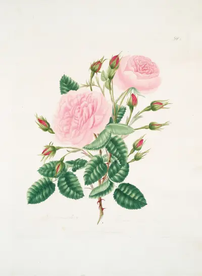 Rosa provincialis, Mary Lawrance