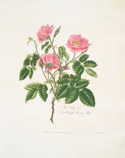 Rosa villosa, Mary Lawrance