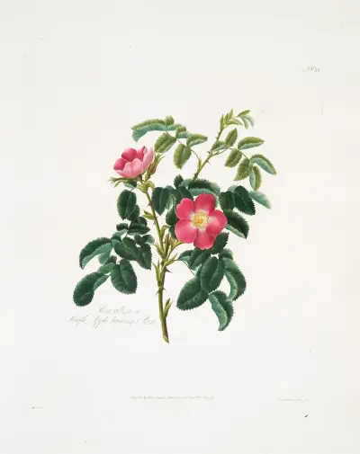 Rosa villosa2, Mary Lawrance