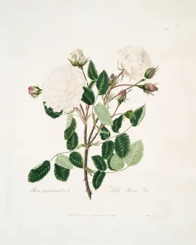 Biała róża prowansalska, Mary Lawrance