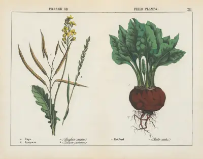 Futter- oder Feldpflanzen (Raps, Weidelgras, Rote Bete), 1858 – Nr. 2 von Charlotte Mary Yonge