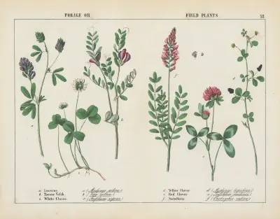 Futter- oder Feldpflanzen, 1858 – Nr. 1 von Charlotte Mary Yonge