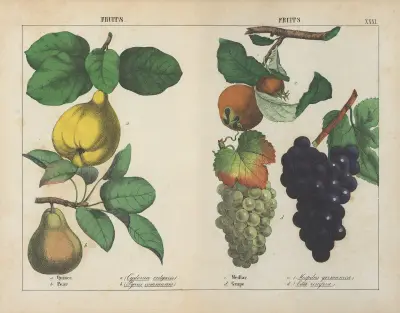 Früchte (Quitte, Birne, Mispel, Weintraube), 1858 – Nr. 2 von Charlotte Mary Yonge