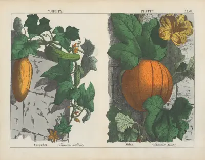 Früchte (Gurke, Melone), 1858 – Nr. 4 von Charlotte Mary Yonge