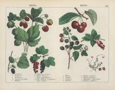 Früchte, 1858 – Nr. 1 von Charlotte Mary Yonge