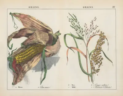 Getreide (Mais, Reis, Hirse), 1858 – Nr. 2 von Charlotte Mary Yonge