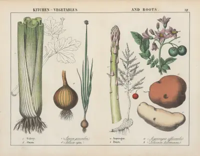 Küchenpflanzen und Wurzelgemüse (Sellerie, Zwiebel, Spargel, Kartoffel), 1858 – Nr. 2 von Charlotte Mary Yonge
