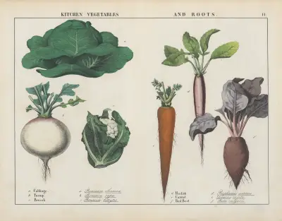 Küchengemüse und Wurzeln (Kohl, Rübe, Brokkoli), 1858 – Nr. 3 von Charlotte Mary Yonge