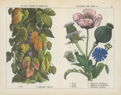 Nutzpflanzen in Haushalt, Wirtschaft und Kunst (Hopfen, Karde, Mohn, Zichorie), 1858 – Nr. 2 von Charlotte Mary Yonge