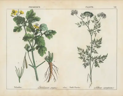 Giftpflanzen (Schöllkraut, Hundspetersilie), 1858 – Nr. 10 von Charlotte Mary Yonge