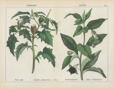 Giftige Pflanzen (Stechapfel, Tollkirsche), 1858 – Nr. 3 von Charlotte Mary Yonge