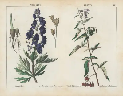 Giftige Pflanzen (Eisenhut, Bittersüßer Nachtschatten), 1858 – Nr. 4 von Charlotte Mary Yonge