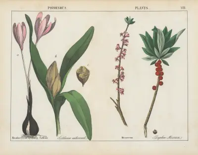Giftige Pflanzen (Krokus, Seidelbast), 1858 – Nr. 5 von Charlotte Mary Yonge