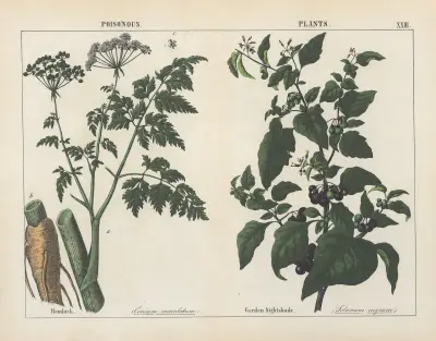 Giftige Pflanzen (Schierling, Schwarzer Nachtschatten), 1858 – Nr. 8 von Charlotte Mary Yonge