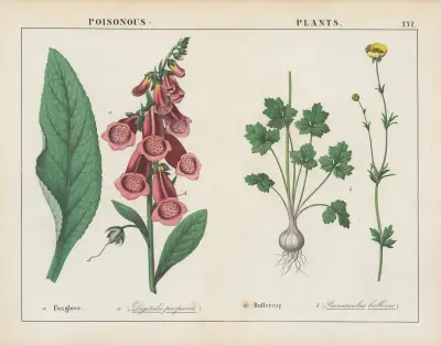 Giftige Pflanzen (Fingerhut, Hahnenfuß), 1858 – Nr. 9 von Charlotte Mary Yonge