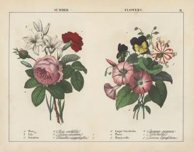 Sommerblumen von Charlotte Mary Yonge