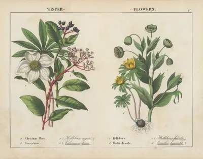 Winterblumen von Charlotte Mary Yonge