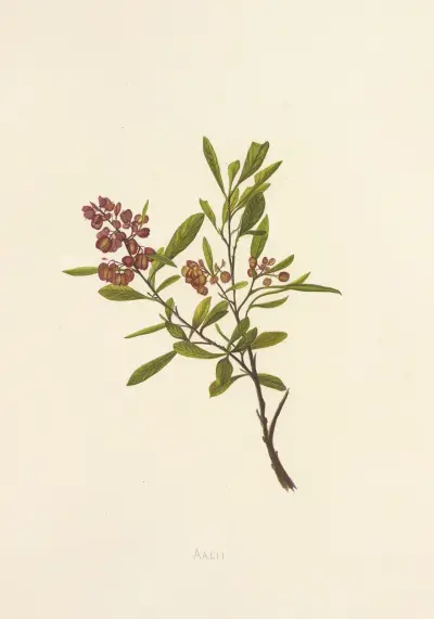 Aalii av Isabella McHutcheson Sinclair