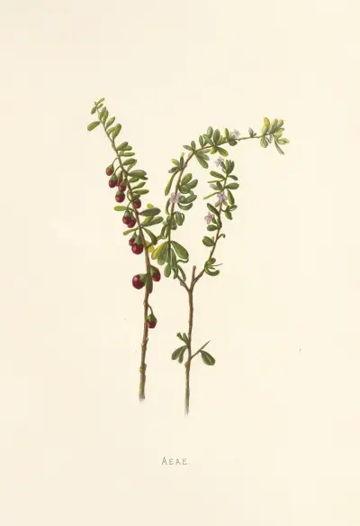 Aeae av Isabella McHutcheson Sinclair