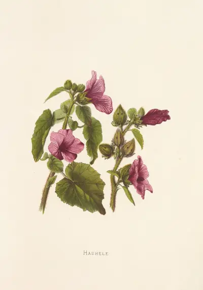 Hauhele av Isabella McHutcheson Sinclair