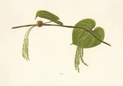 Hoi av Isabella McHutcheson Sinclair