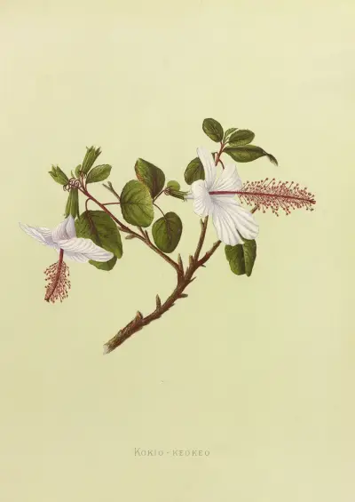 Kokio-Keokeo av Isabella McHutcheson Sinclair
