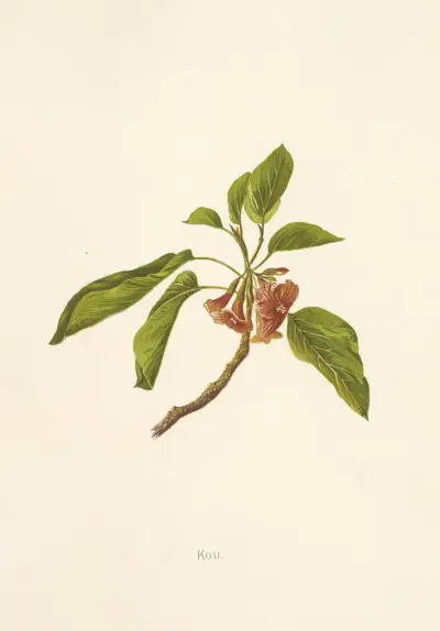 Kou av Isabella McHutcheson Sinclair