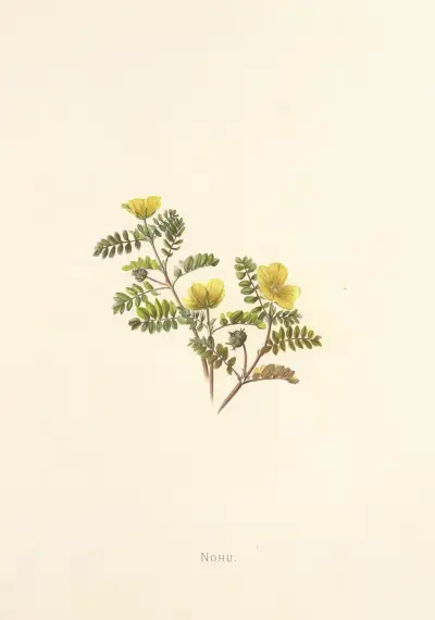 Nohu av Isabella McHutcheson Sinclair