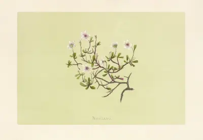 Nohuanu av Isabella McHutcheson Sinclair