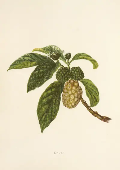 Noni av Isabella McHutcheson Sinclair