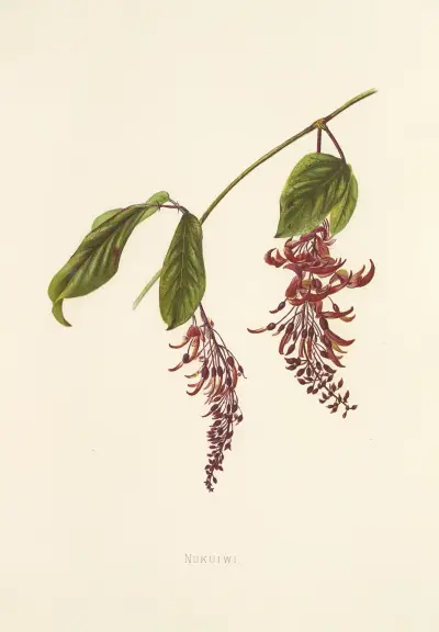 Nukuiwi av Isabella McHutcheson Sinclair