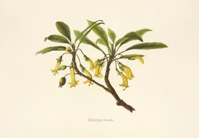 Ohenaupaka av Isabella McHutcheson Sinclair