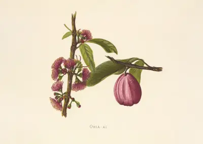 Ohia-Ai av Isabella McHutcheson Sinclair