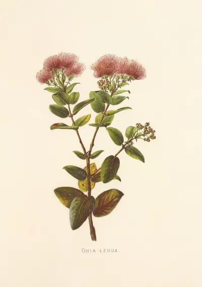 Ohia-Lehua av Isabella McHutcheson Sinclair