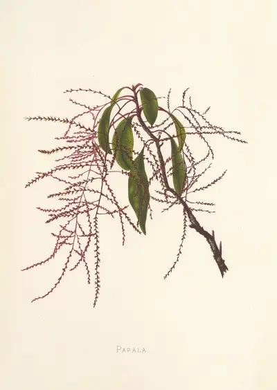 Papala av Isabella McHutcheson Sinclair