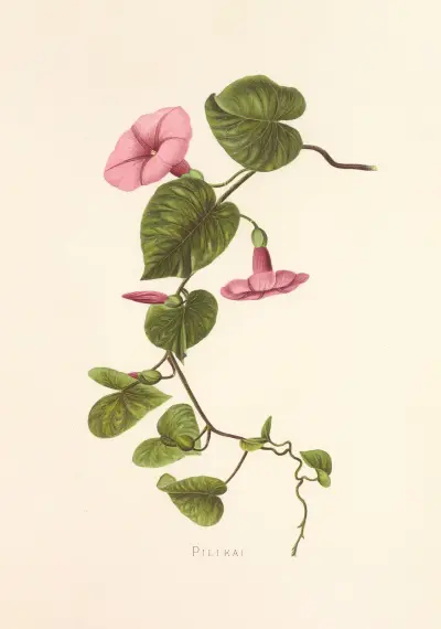 Pilikai av Isabella McHutcheson Sinclair