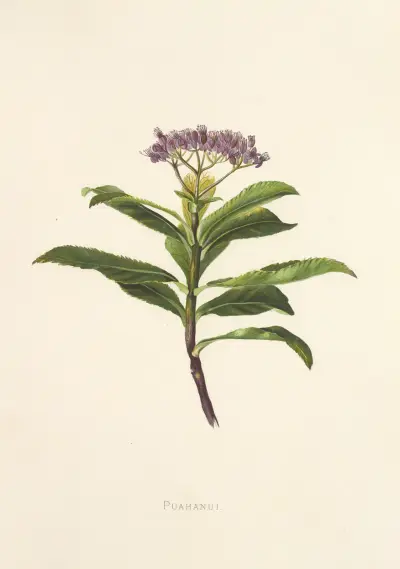 Poahanui av Isabella McHutcheson Sinclair