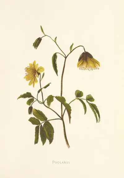 Poolanui av Isabella McHutcheson Sinclair