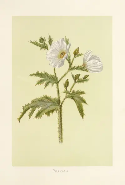 Puakala av Isabella McHutcheson Sinclair