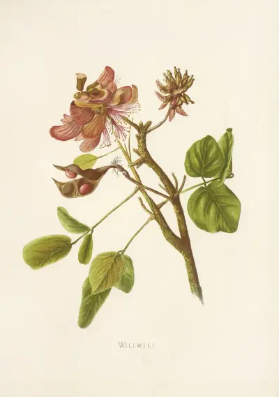 Wiliwili av Isabella McHutcheson Sinclair