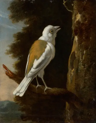 Studie eines Helmwürgers auf einem Zweig von Melchior d'Hondecoeter