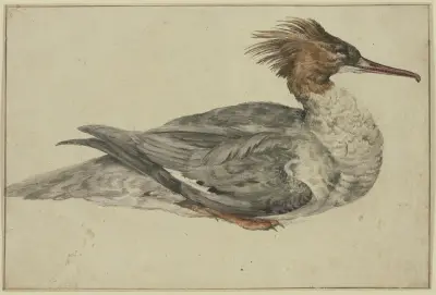 Liegende Ente mit brauner Haube, rotem Schnabel und Füßen von Melchior d'Hondecoeter